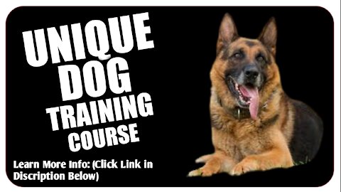 Brain Training For Dogs | Unique Dog Training Course Review