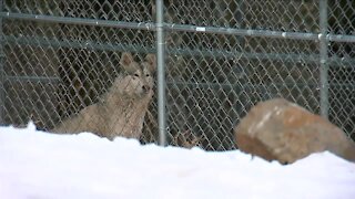 Colorado panel: Nice and slow on gray wolf reintroduction