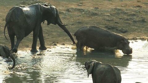 Angry elephant chases hippo back into the water