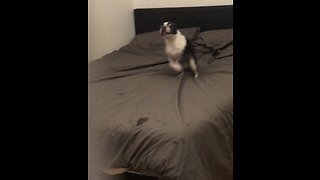 Boston Terrier's high-speed zoomies on the bed