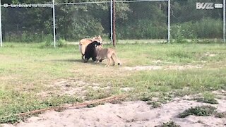 Leão, urso e lobo brincam juntos e se divertem