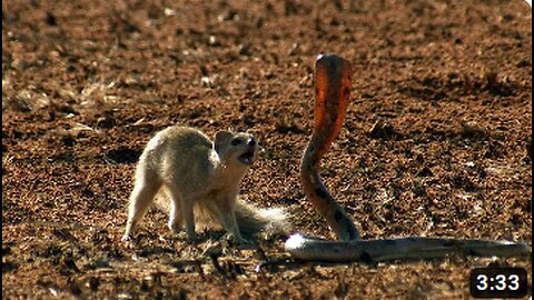 Mongoose vs. Cobra: A Battle of Venom and Agility
