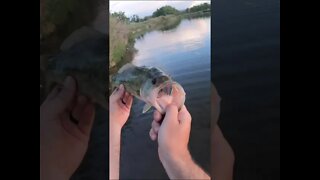 dodging SNAKES for some Colorado largemouth bass