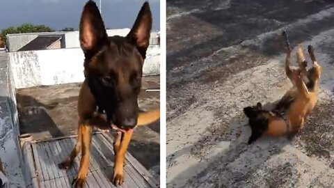 How A 1 Year Malinois Looks Like | Maligator Kai's Training Session