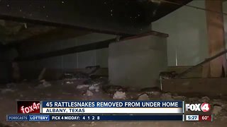 45 rattlesnakes removed from under home