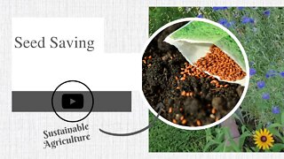 Seed Saving | Sustainable Agriculture