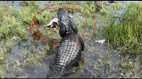 Alligator DEVOURING Snapping my Turtle at Loxahatchee Reserve in Florida!