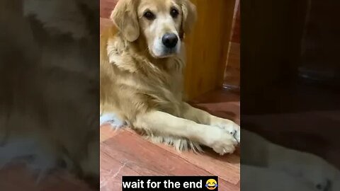 poor gorilla gets teased 😱😱😱😱😱 | petsof2023 | funnyanimals petsworld#cutepets #dogs #funny#Charlie