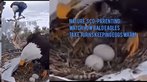 Nature's Co-Parenting: Watch How Bald Eagles Take Turns Keeping Eggs Warm