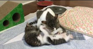 Cette maman chat toilette ses petits