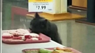 Gato filmado a lamber biscoitos dentro de loja