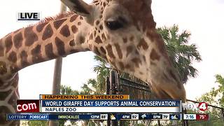 Naples Zoo celebrates World Giraffe Day - 7am live report