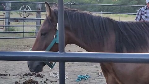 Mustangs at Mustang Creek - Chuckles