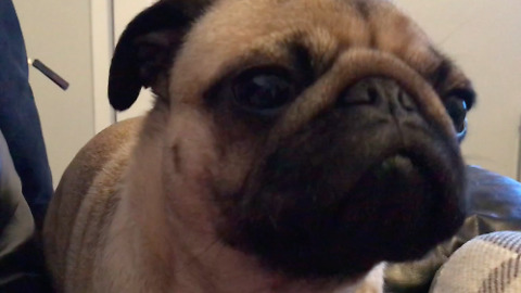 Cranky Pug feels better after belching