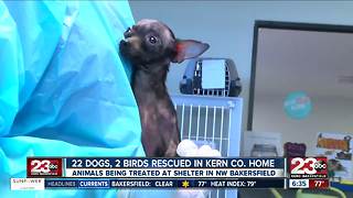 Dozens of animals rescued from home