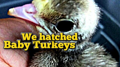 We have Turkeys | How many did we hatch? | Named them the WILD ONES