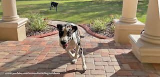 Amazing Airborne Great Dane Zoomies In Slow Motion