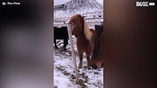 Cavalo tenta comer poste e cria cena hilária