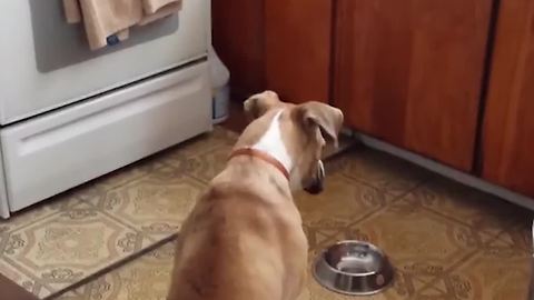 Dog Demands For More Food