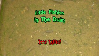 Little Fishies In The Drain