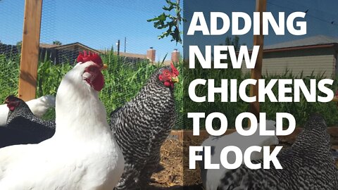 I GOT NEW CHICKENS! Introducing New Chickens to Old Flock