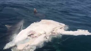 Åtte tigerhaier fråtser på et hvalskrott