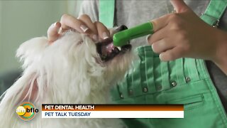 PET TALK TUESDAY - PET DENTAL HEALTH