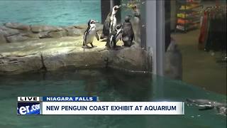 Penguins enjoying new habitat at Aquarium of Niagara