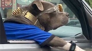 Stylish pit bull dressed in bling hangs out of car window