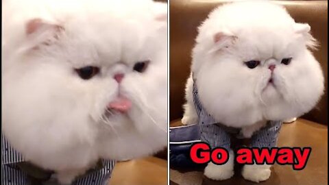 OMG !! these funny cats can speak english better than hooman