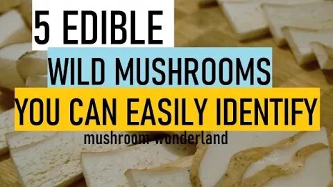 5 Edible Wild Mushrooms you can Easily Identify