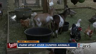 Six animals dumped at Barn Buddies Rescue causes concern