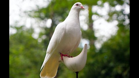 A very beautiful white dove