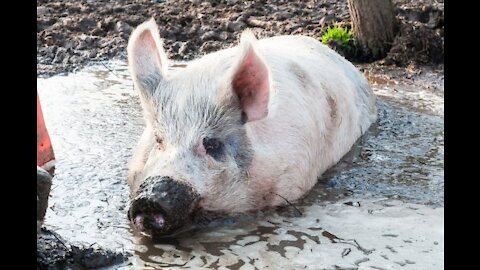 piglet playing in the mud