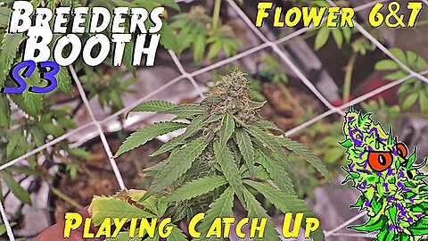 Breeders Booth S3 Ep. 20 | Flower Weeks 6 & 7 | Playing Catch Up ( Goodbuds Genetics )