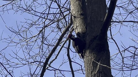 Pileated Wood Pecker is back 2