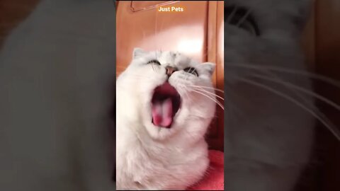 Cat funny reaction