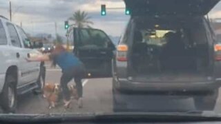 Senhora salva 3 cães abandonados na estrada