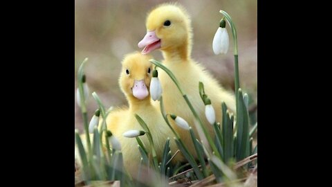 Ducklings haver their First Bath ever