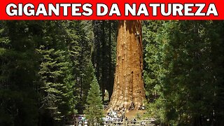 Gigantes da Natureza: As Árvores Mais Altas do Planeta