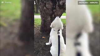 Cão se engana e procura esquilo em lugar errado