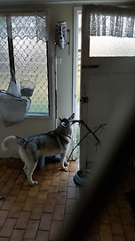 Husky struggles to fit gigantic stick through doorway