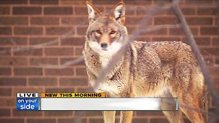 Lakewood police send out warning to dog owners after coyote sightings