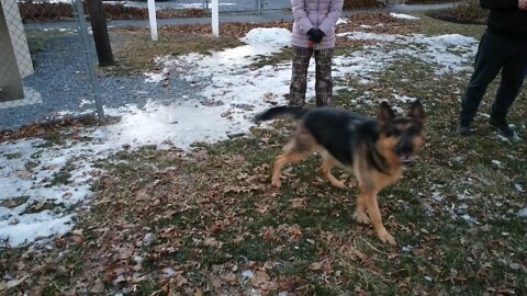 German shepherd not a big fun of rc cars and drones