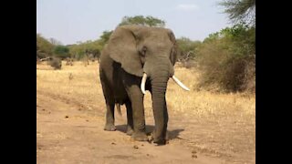 Une voiture est chargée par un éléphant en Inde