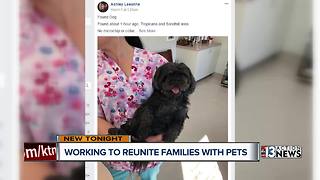 Las Vegas volunteers work to reunite missing dogs and owners