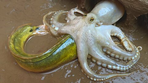 Stop Motion ASMR - Underground Big Octopus Eat Catfish Trap Primitive Experiment Cooking
