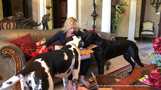 Excited Great Danes and Cat Open Gifts From Fairy Godmother