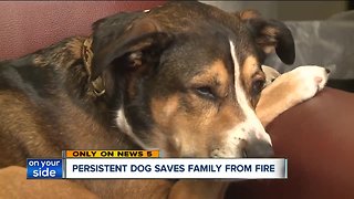 Family dog saves four people from raging fire that destroyed their entire Oberlin home