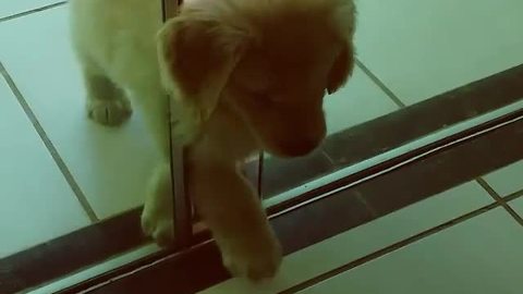 Determined puppy proves anything is possible!
